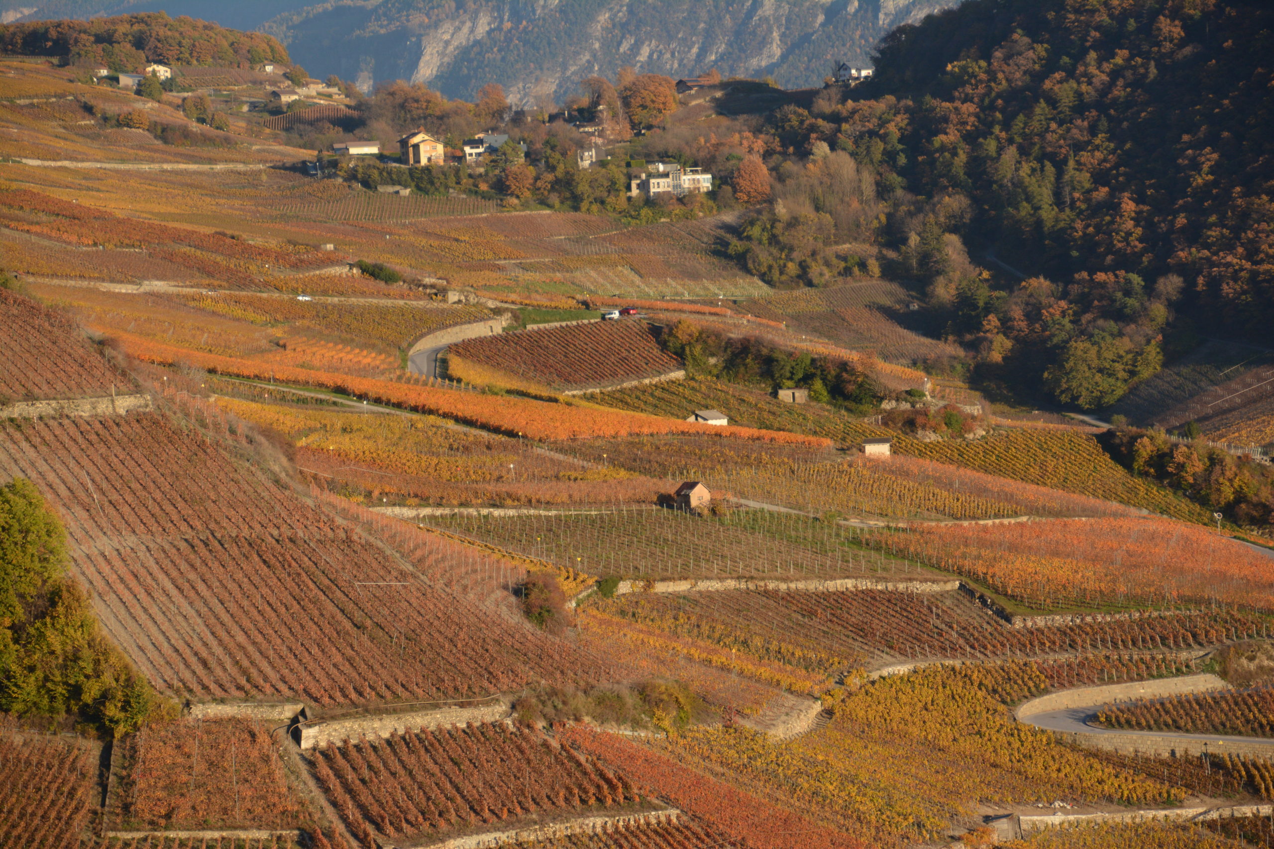 Interview d’Antonio Pinho – le domaine Tsallin