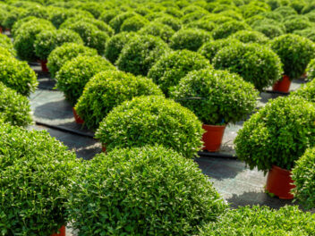 L’horticulture suisse : un secteur économique en croissance