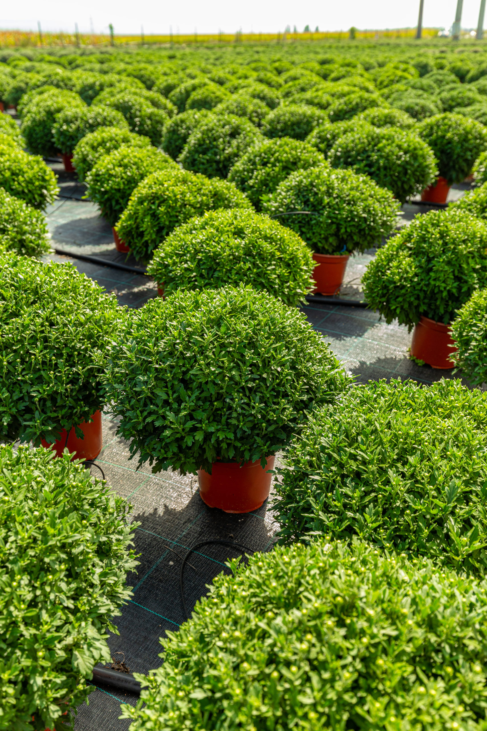 L’horticulture suisse : un secteur économique en croissance