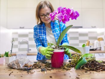 L’incroyable astuce pour des orchidées belles toute l’année