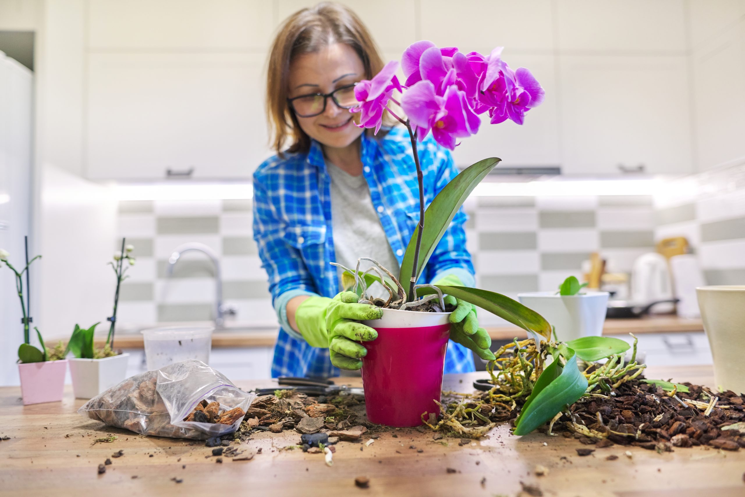L’incroyable astuce pour des orchidées belles toute l’année