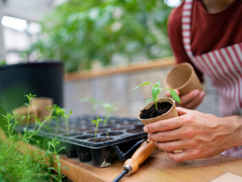 À l’arrivée de l’été, quelles sortes de légumes et d’herbes peuvent être plantées dans le jardin en juillet ?