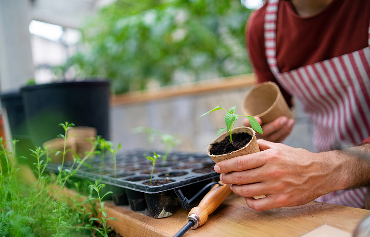 À l’arrivée de l’été, quelles sortes de légumes et d’herbes peuvent être plantées dans le jardin en juillet ?