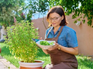 Nos astuces infaillibles pour avoir un basilic beau et luxuriant