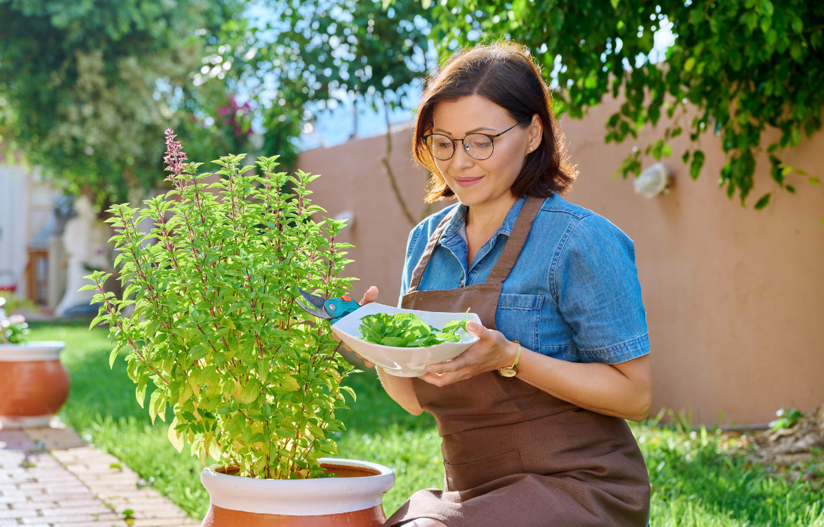 Nos astuces infaillibles pour avoir un basilic beau et luxuriant