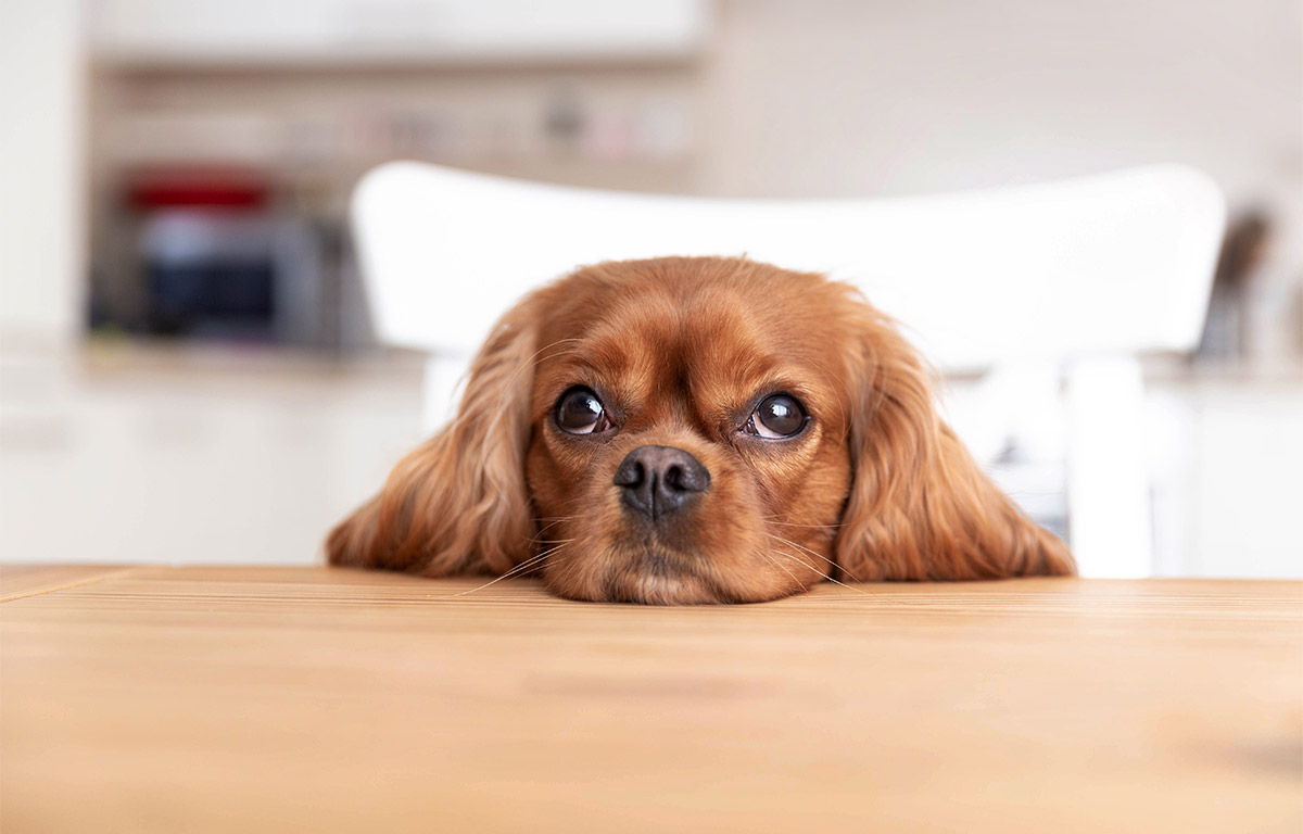 Existe-t-il des remèdes naturels pour protéger votre chien des puces et des tiques ?
