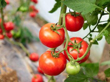 De belles et grosses tomates cet été : les astuces de jardinier