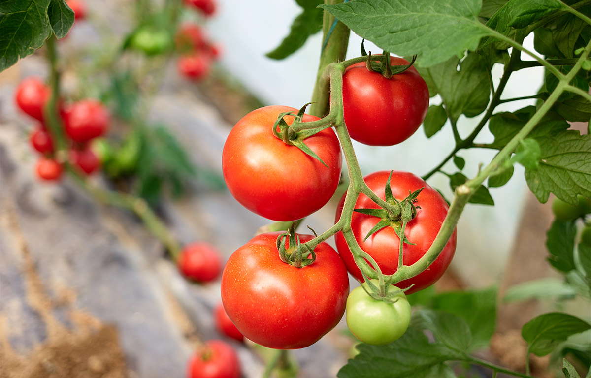 De belles et grosses tomates cet été : les astuces de jardinier