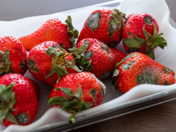 Fruits meurtris, sont-ils toujours consommables ?