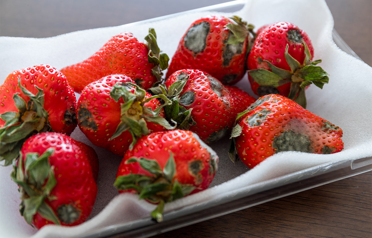 Fruits meurtris, sont-ils toujours consommables ?