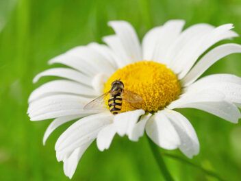 Comment éloigner les guêpes et les abeilles de façon naturelle?