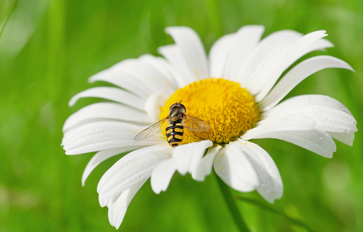Comment éloigner les guêpes et les abeilles de façon naturelle?