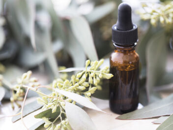 L’eucalyptus a de nombreuses utilisations et comment il peut vous être bénéfique est expliqué.