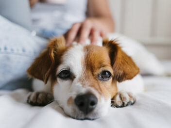 Comment protéger nos animaux de compagnie pendant l’été ?