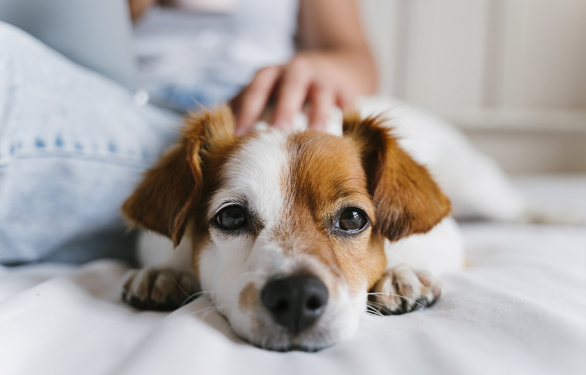Comment protéger nos animaux de compagnie pendant l’été ?