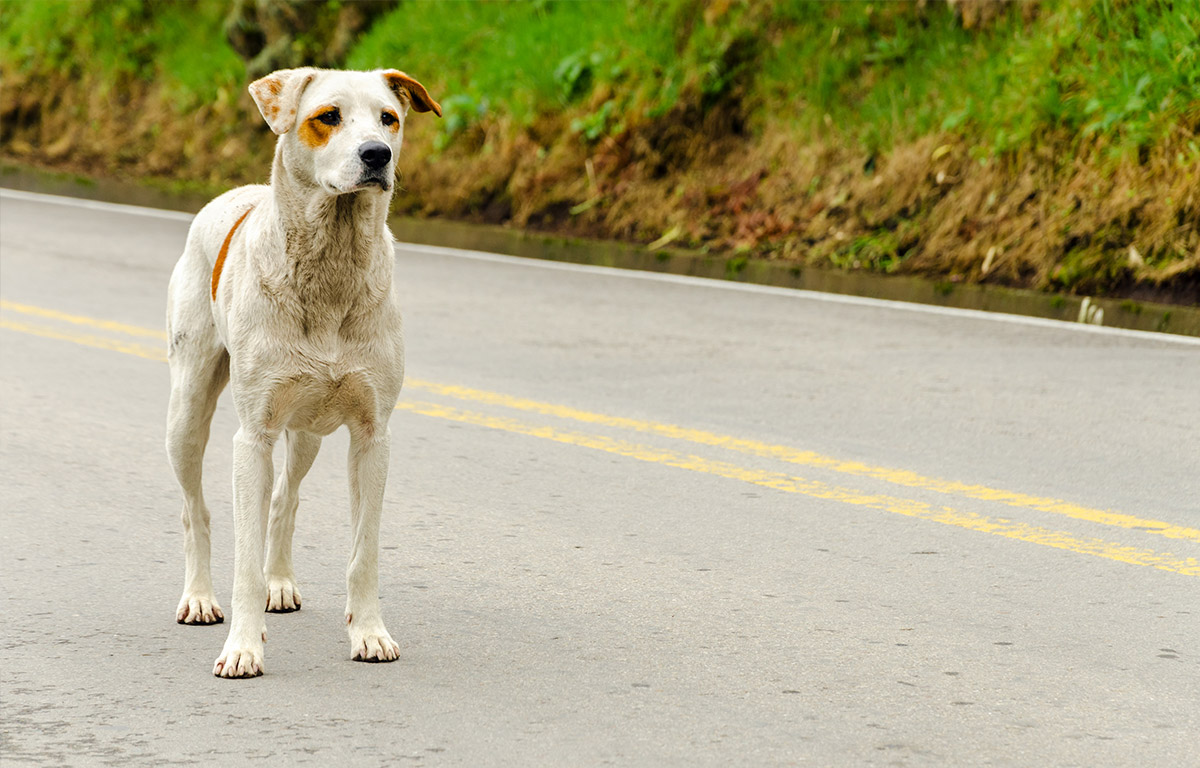 Bertha, une chienne obèse qui a perdu 16 kilos suite à un régime strict