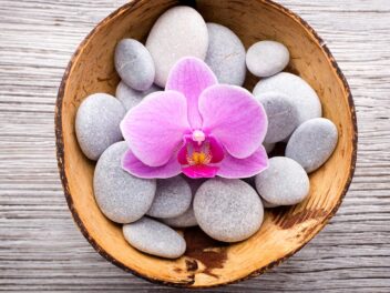 Vous pouvez aider à faire revivre une orchidée mourante en cinq minutes.