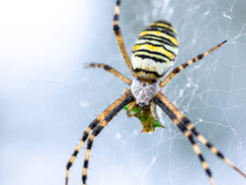 Comment empêcher complètement les araignées d’entrer dans la maison ? Ils ne reviendront pas.