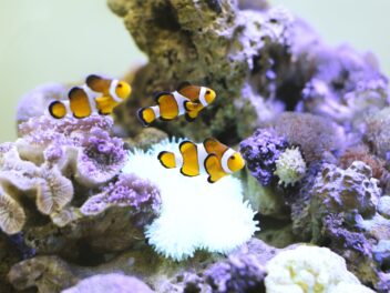 7 accessoires à ajouter à votre propre aquarium.