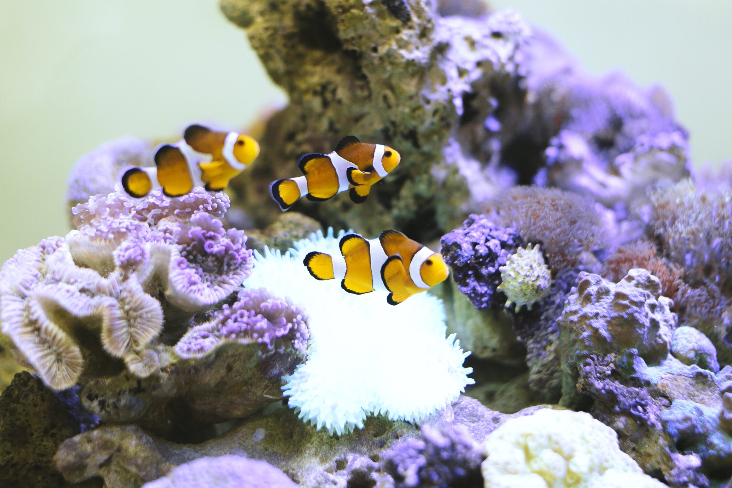 7 accessoires à ajouter à votre propre aquarium.