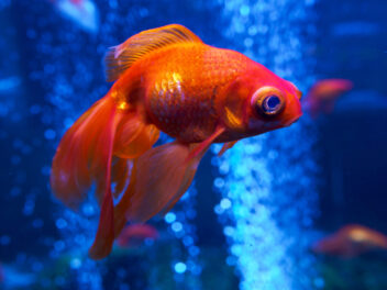 La mémoire du poisson rouge : une légende ?