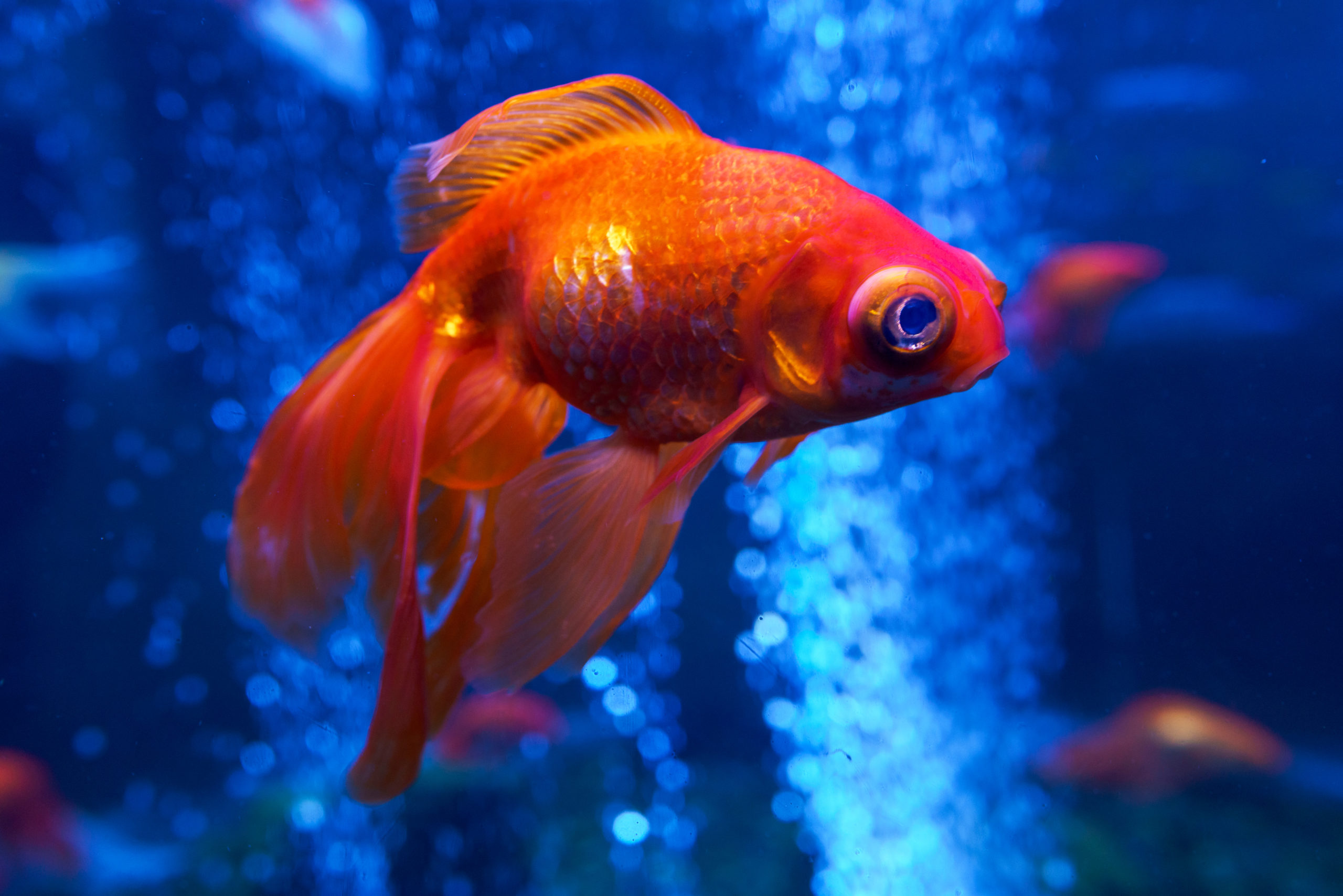La mémoire du poisson rouge : une légende ?