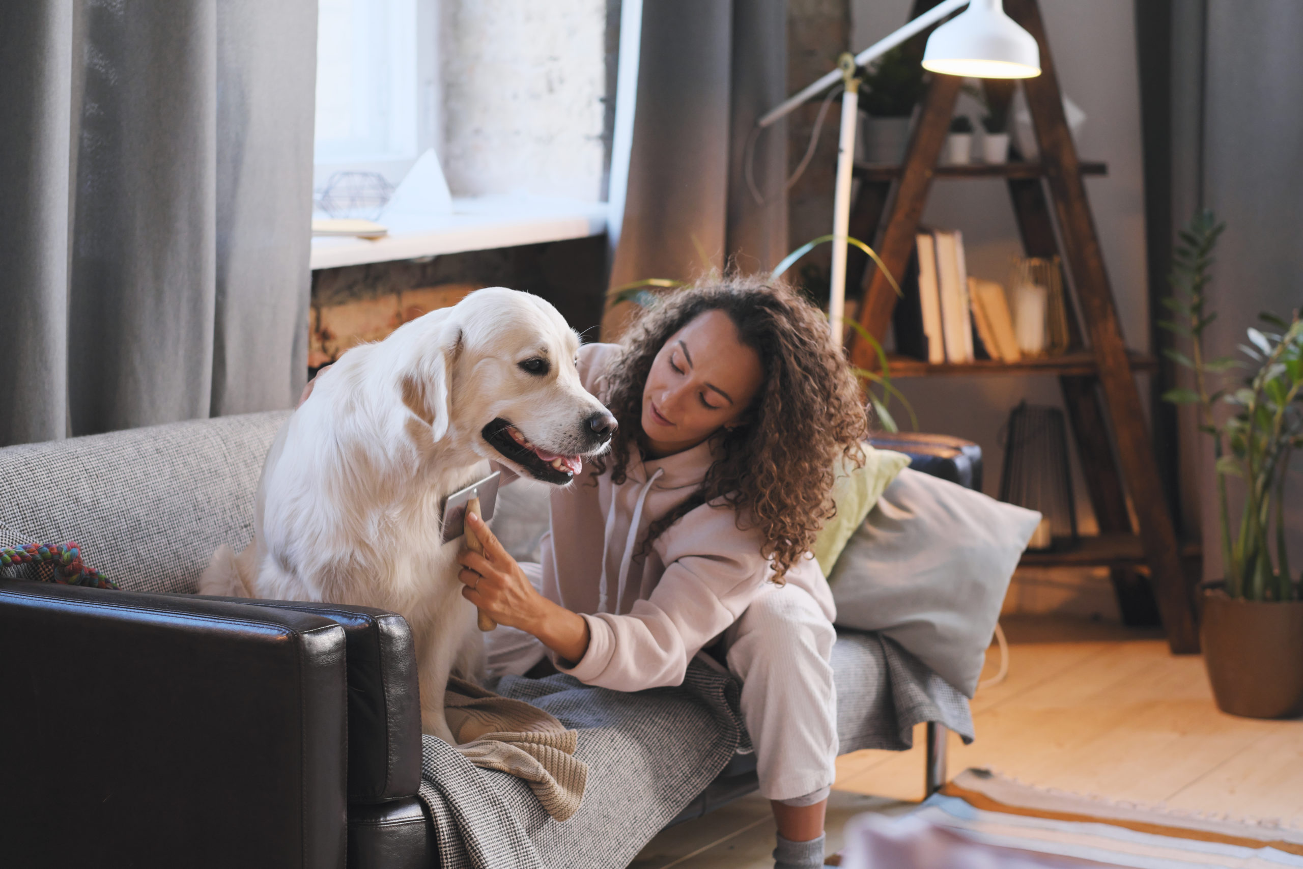 Quels sont les premiers signes de stress chez les animaux de compagnie ?