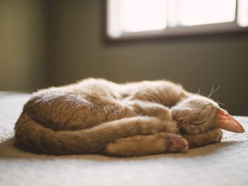 Pourquoi le chat dort-il dans une boule ? Quelle signification cela a-t-il ?