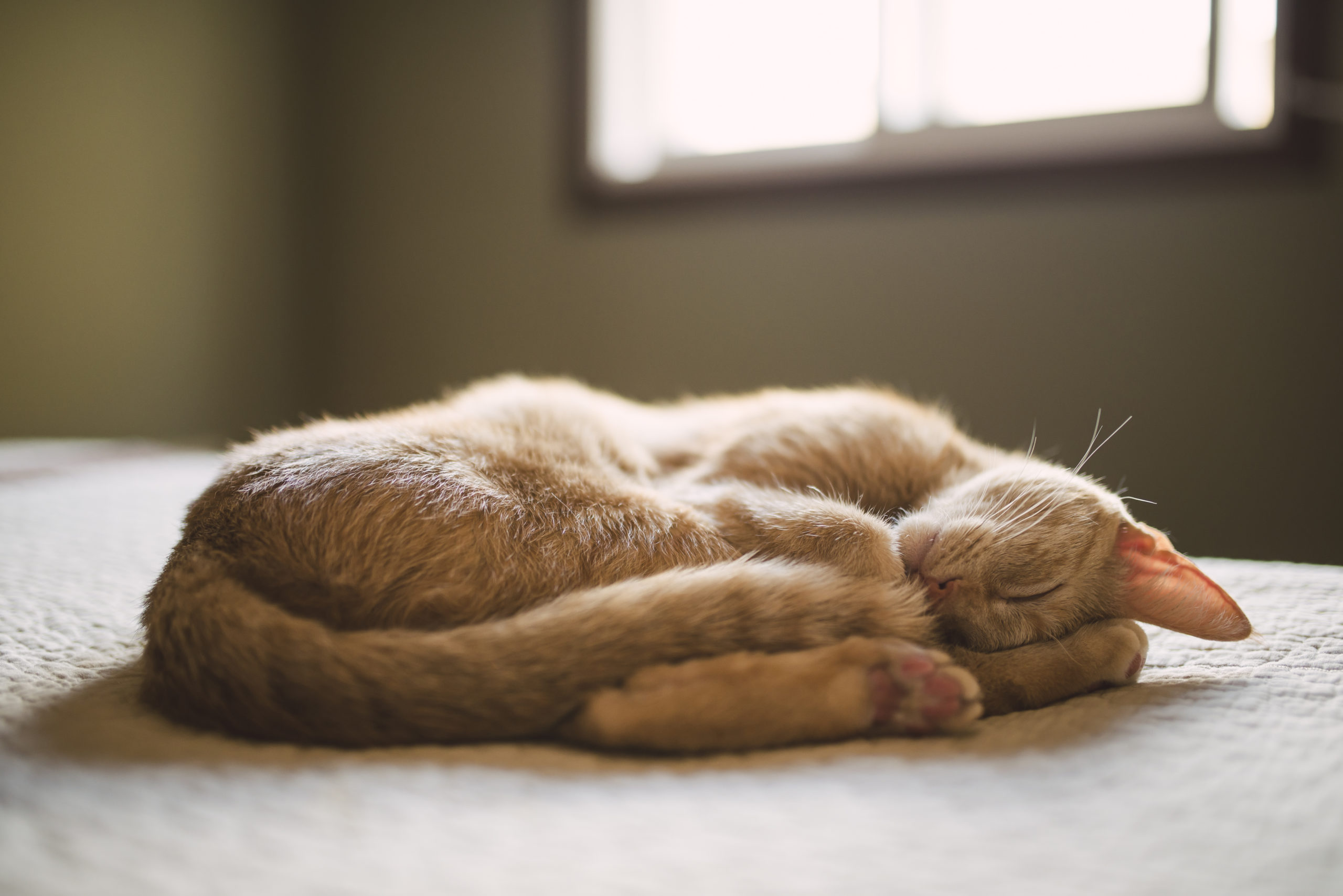 Pourquoi le chat dort-il dans une boule ? Quelle signification cela a-t-il ?